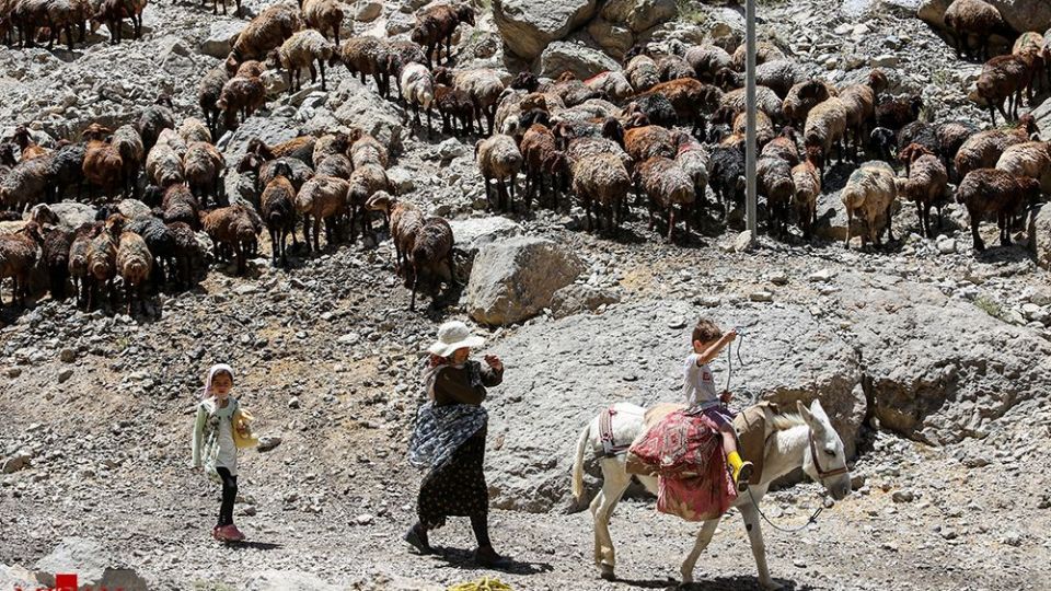 شست وشوی گوسفند‌ان - کلات