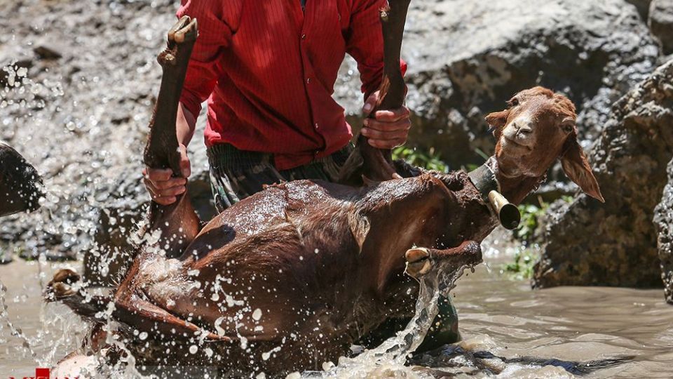 شست وشوی گوسفند‌ان - کلات