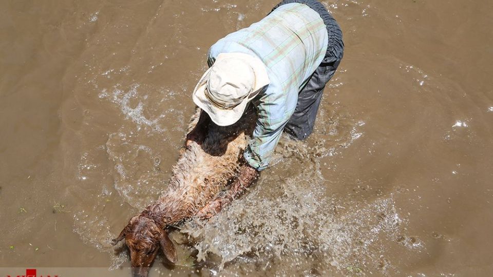 شست وشوی گوسفند‌ان - کلات