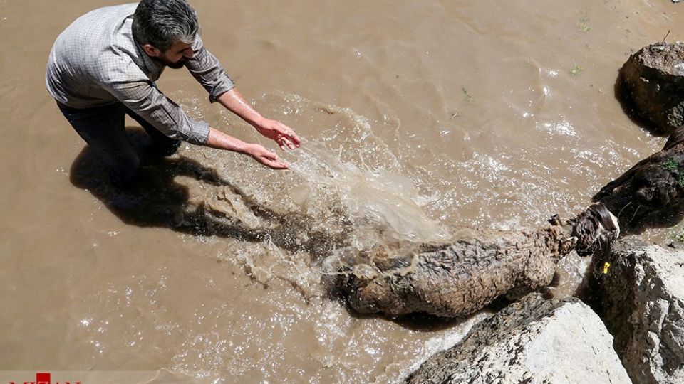 شست وشوی گوسفند‌ان - کلات