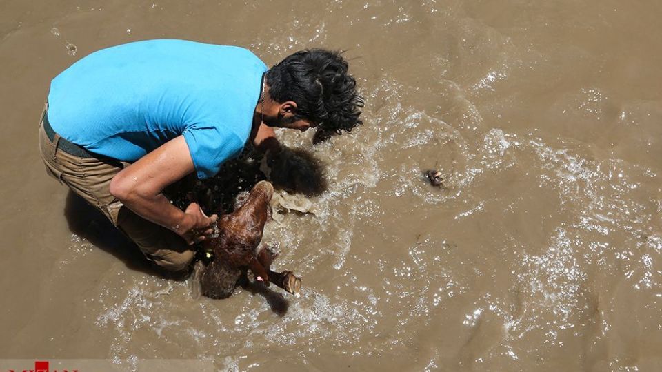 شست وشوی گوسفند‌ان - کلات