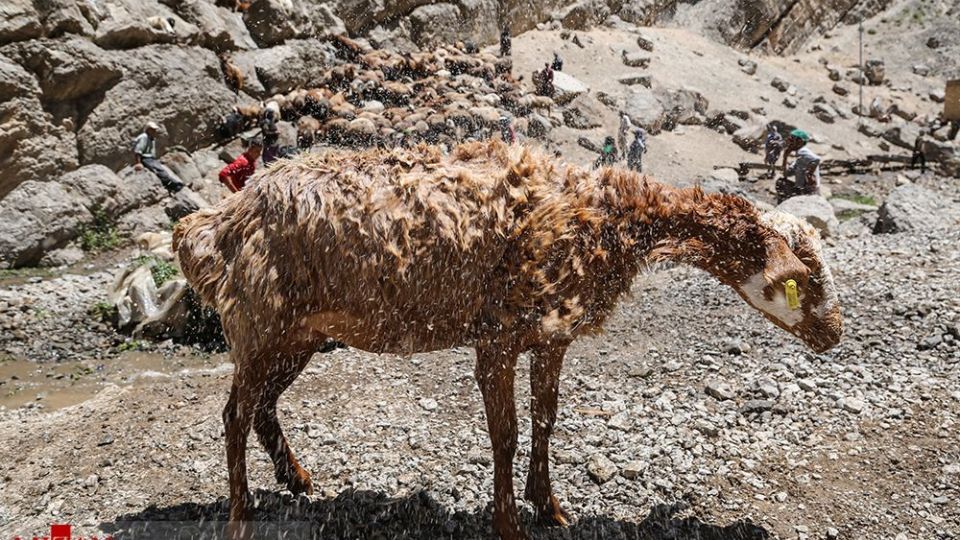 شست وشوی گوسفند‌ان - کلات