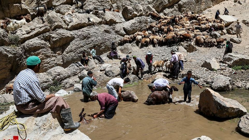 شست وشوی گوسفند‌ان - کلات