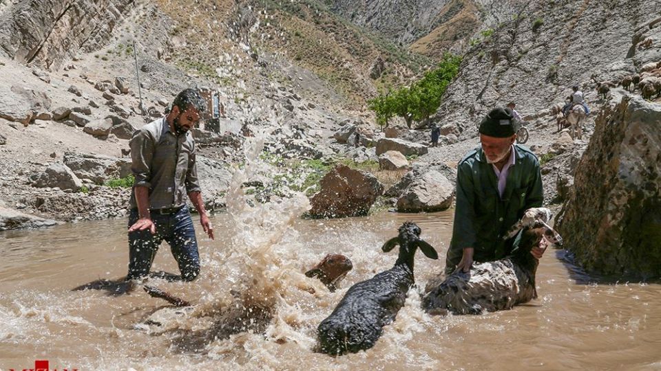 شست وشوی گوسفند‌ان - کلات