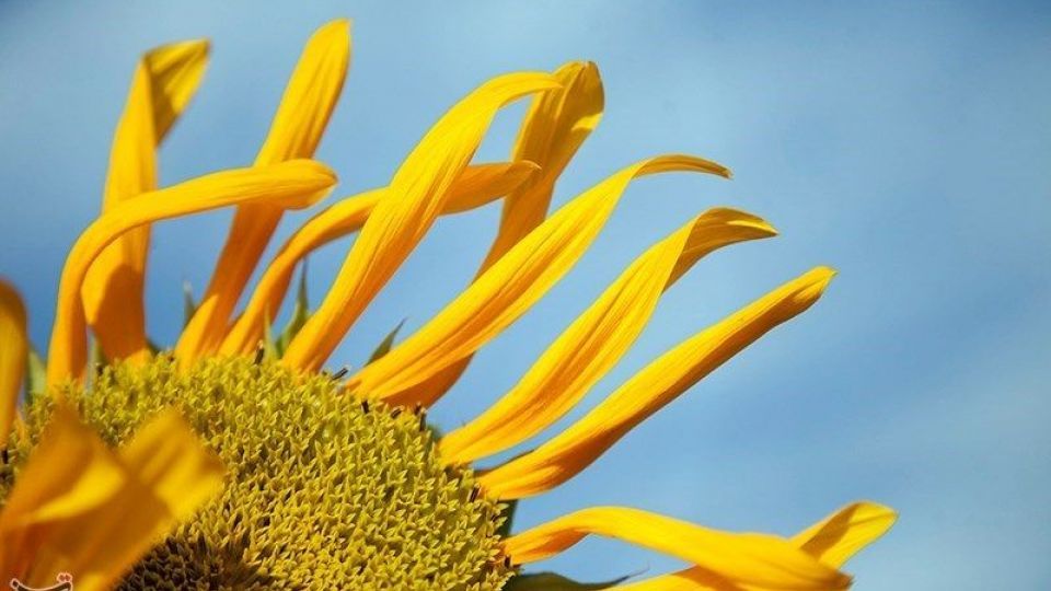 مزرعه آفتابگردان در کرمانشاه