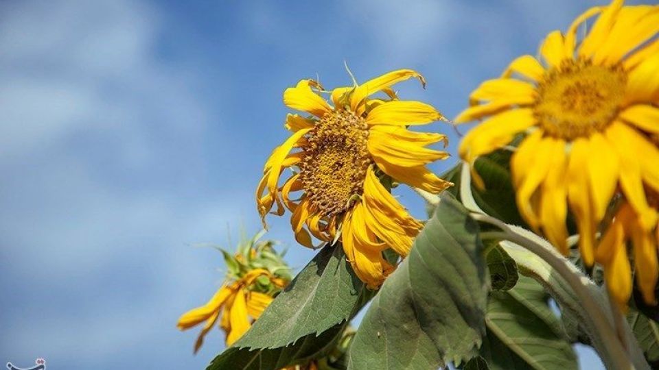 مزرعه آفتابگردان در کرمانشاه