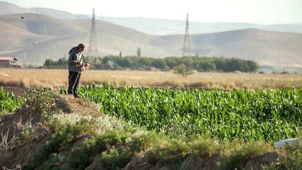 مزرعه آفتابگردان در کرمانشاه