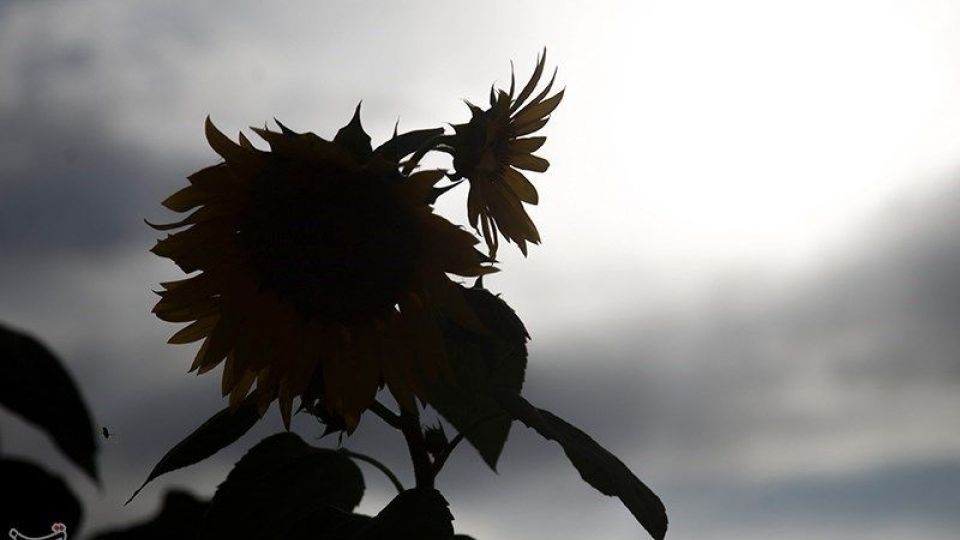 مزرعه آفتابگردان در کرمانشاه