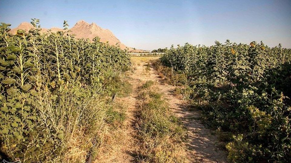 مزرعه آفتابگردان در کرمانشاه