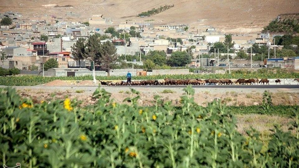 مزرعه آفتابگردان در کرمانشاه