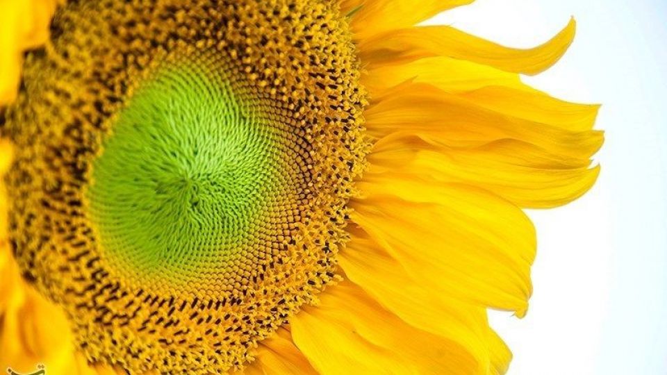 مزرعه آفتابگردان در کرمانشاه