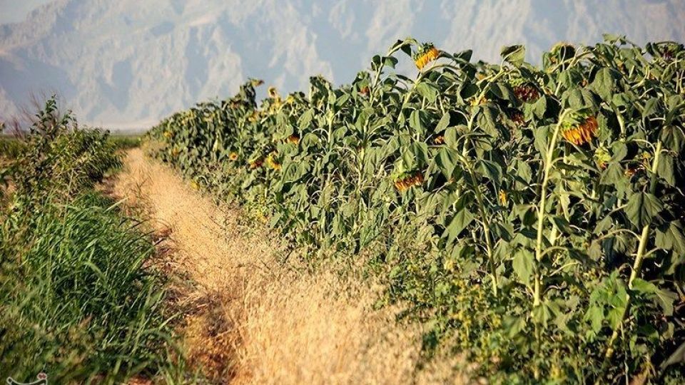 مزرعه آفتابگردان در کرمانشاه