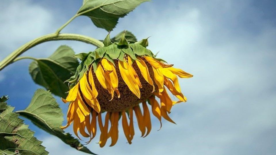 مزرعه آفتابگردان در کرمانشاه