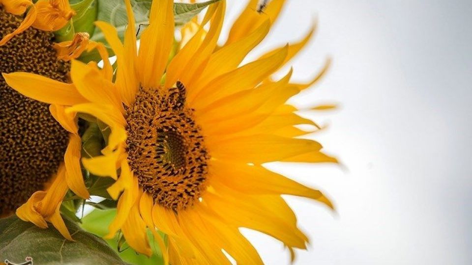 مزرعه آفتابگردان در کرمانشاه