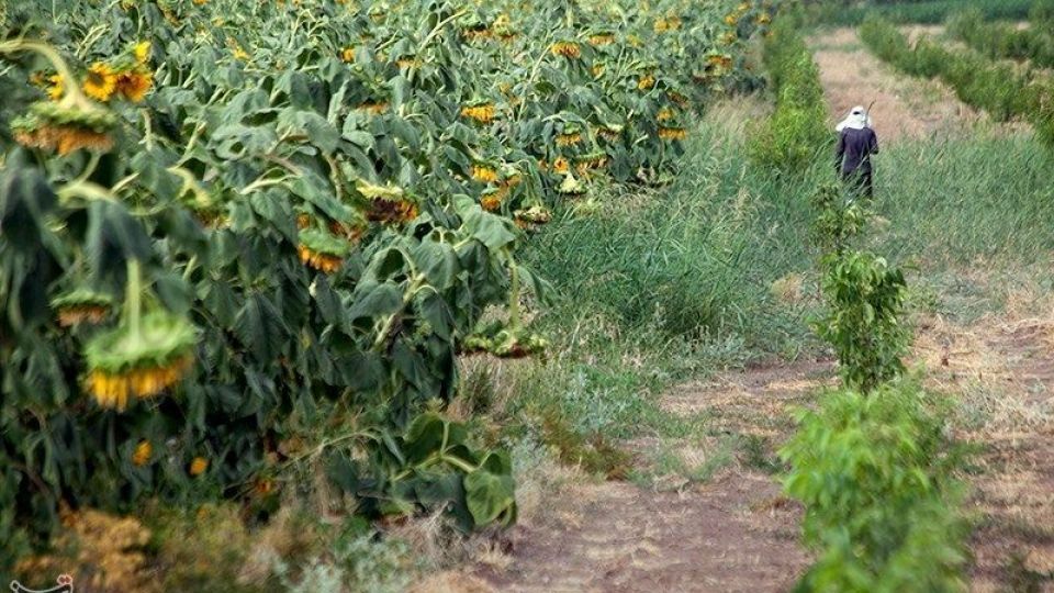 مزرعه آفتابگردان در کرمانشاه