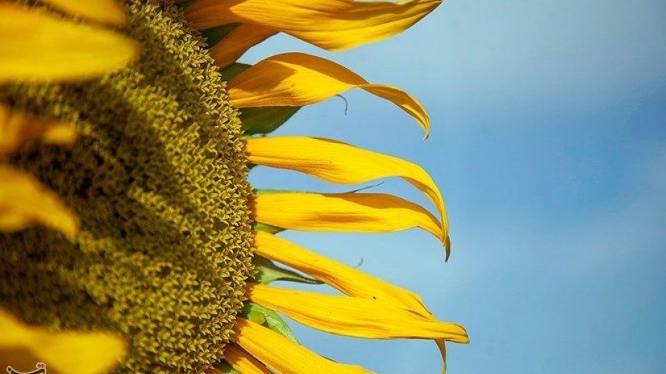 مزرعه آفتابگردان در کرمانشاه