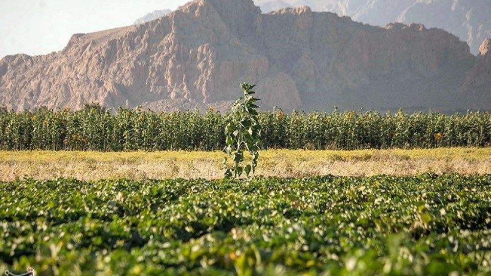 مزرعه آفتابگردان در کرمانشاه