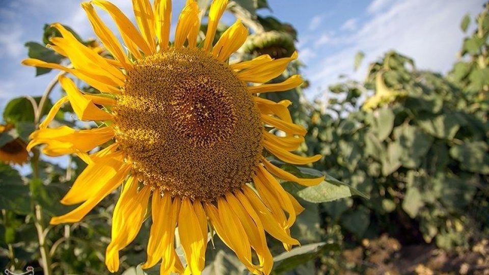 مزرعه آفتابگردان در کرمانشاه