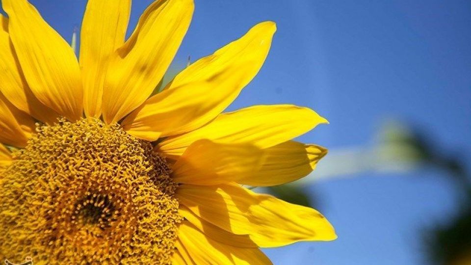 مزرعه آفتابگردان در کرمانشاه