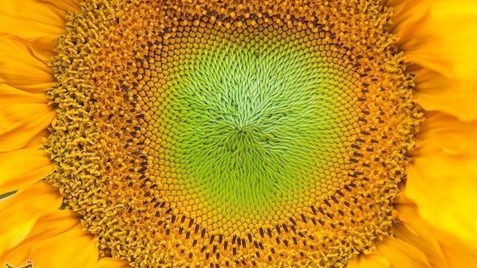 مزرعه آفتابگردان در کرمانشاه