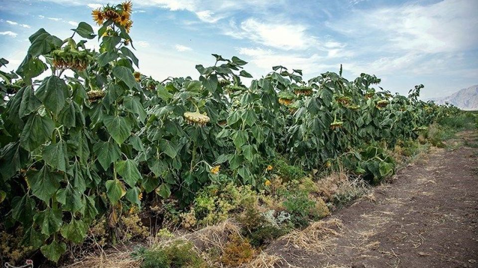 مزرعه آفتابگردان در کرمانشاه