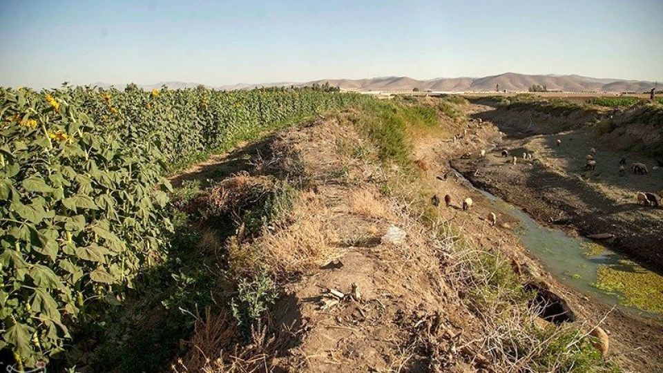 مزرعه آفتابگردان در کرمانشاه