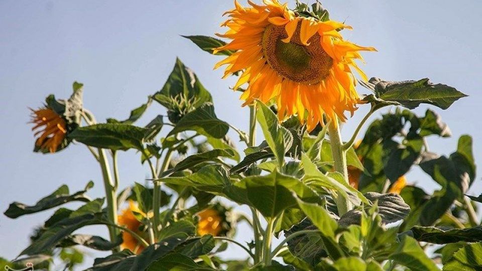 مزرعه آفتابگردان در کرمانشاه