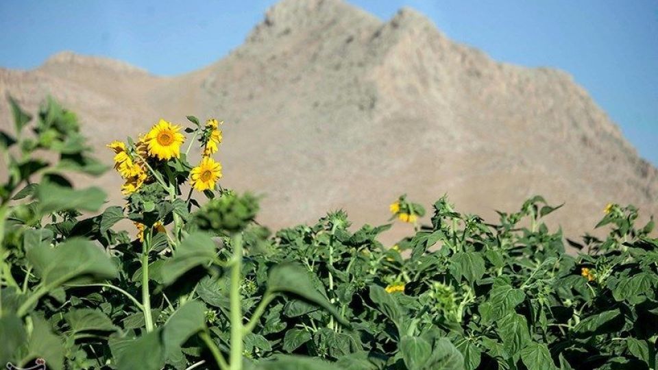 مزرعه آفتابگردان در کرمانشاه