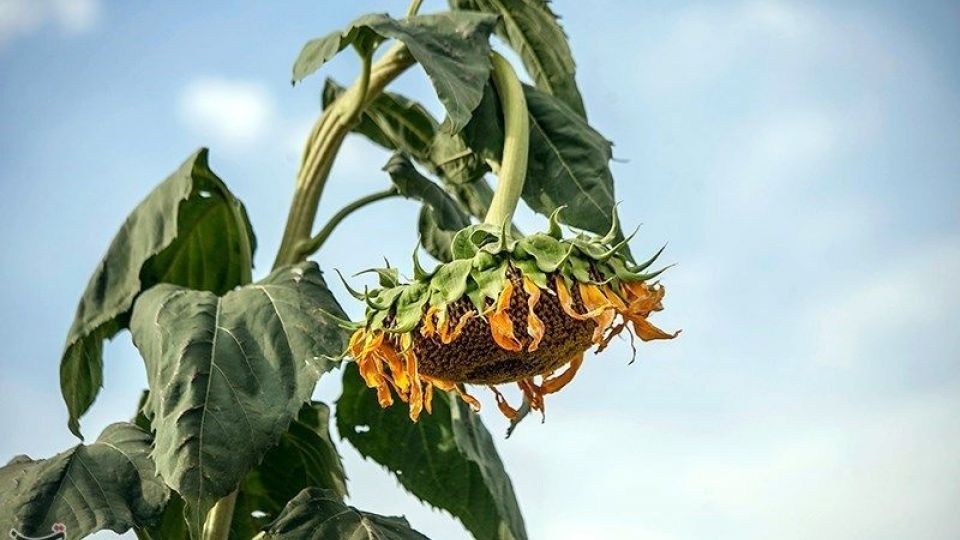 مزرعه آفتابگردان در کرمانشاه