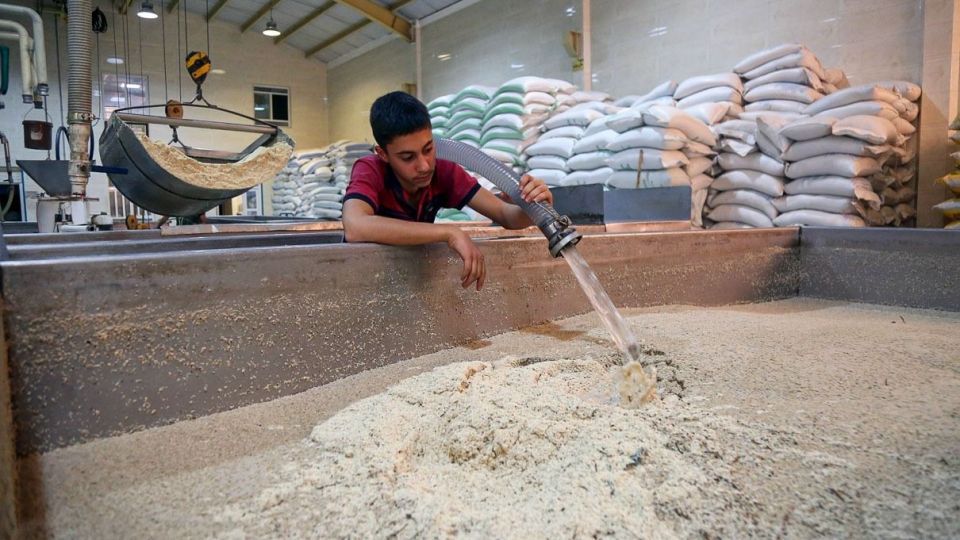 اردکان قطب تولید محصولات کنجدی کشور