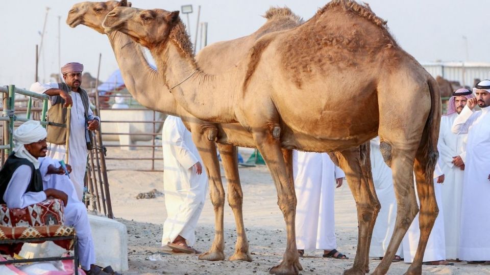 مراسم حج تحت تاثیر کرونا 