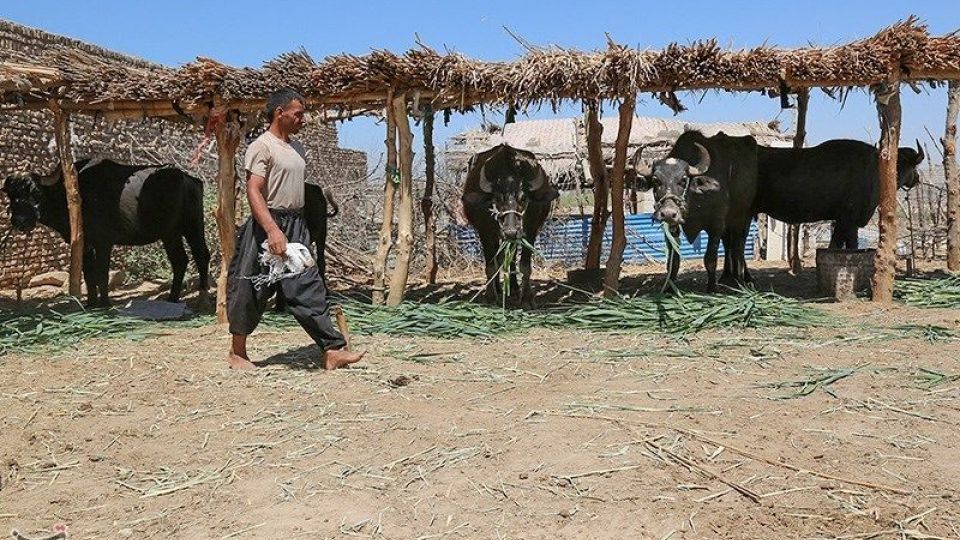 بازگشت آب به منطقه میسان - خوزستان