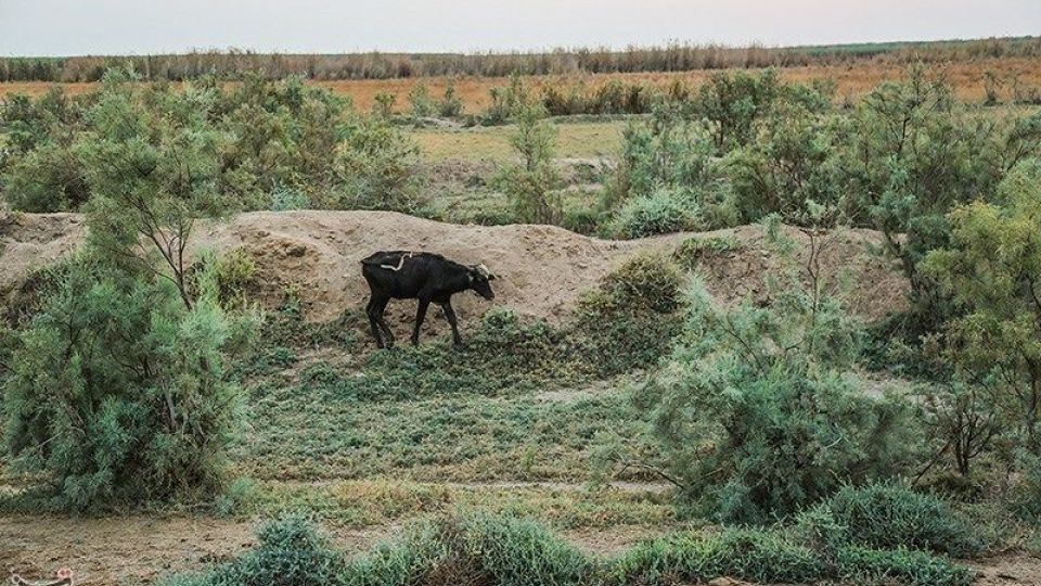 بازگشت آب به منطقه میسان - خوزستان
