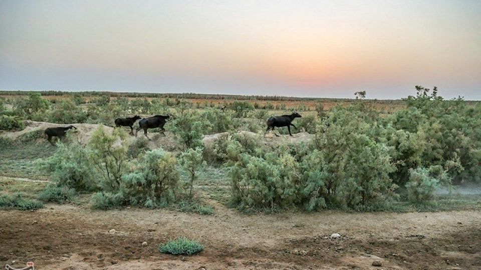 بازگشت آب به منطقه میسان - خوزستان