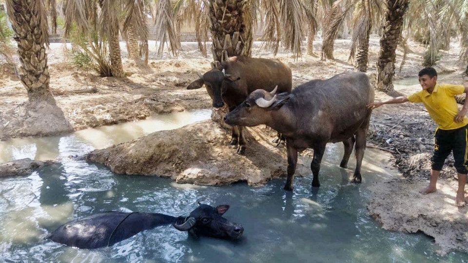 خشک شدن نخلستان‌های شادگان خوزستان