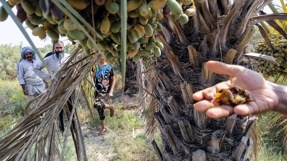 خشک شدن نخلستان‌های شادگان خوزستان