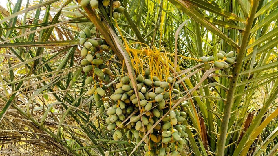 خشک شدن نخلستان‌های شادگان خوزستان