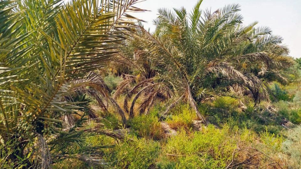 خشک شدن نخلستان‌های شادگان خوزستان