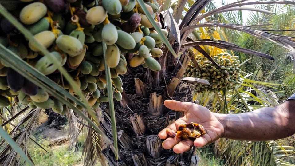 خشک شدن نخلستان‌های شادگان خوزستان