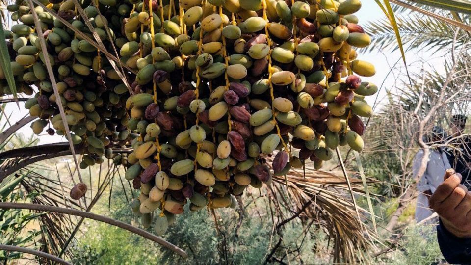 خشک شدن نخلستان‌های شادگان خوزستان