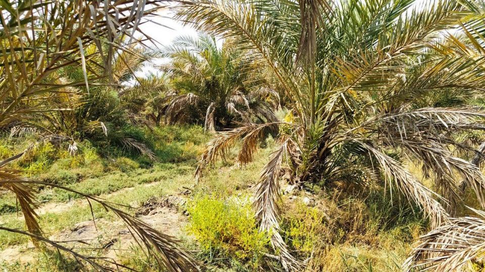 خشک شدن نخلستان‌های شادگان خوزستان