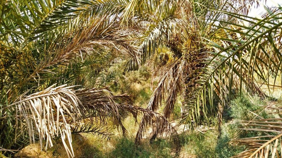 خشک شدن نخلستان‌های شادگان خوزستان