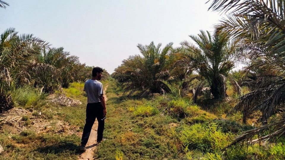 خشک شدن نخلستان‌های شادگان خوزستان