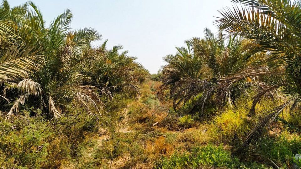 خشک شدن نخلستان‌های شادگان خوزستان