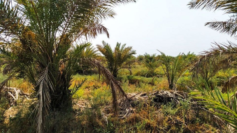 خشک شدن نخلستان‌های شادگان خوزستان