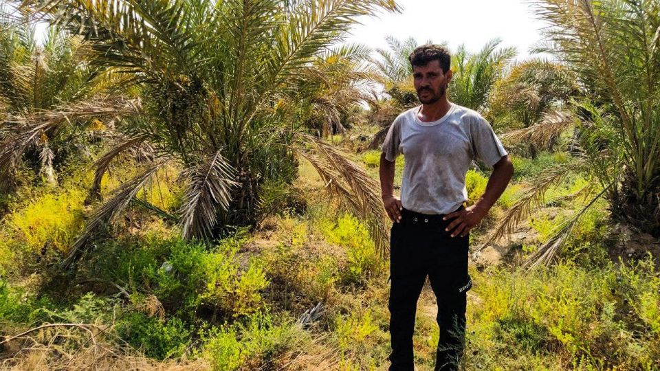 خشک شدن نخلستان‌های شادگان خوزستان