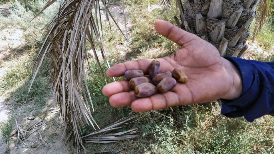 خشک شدن نخلستان‌های شادگان خوزستان