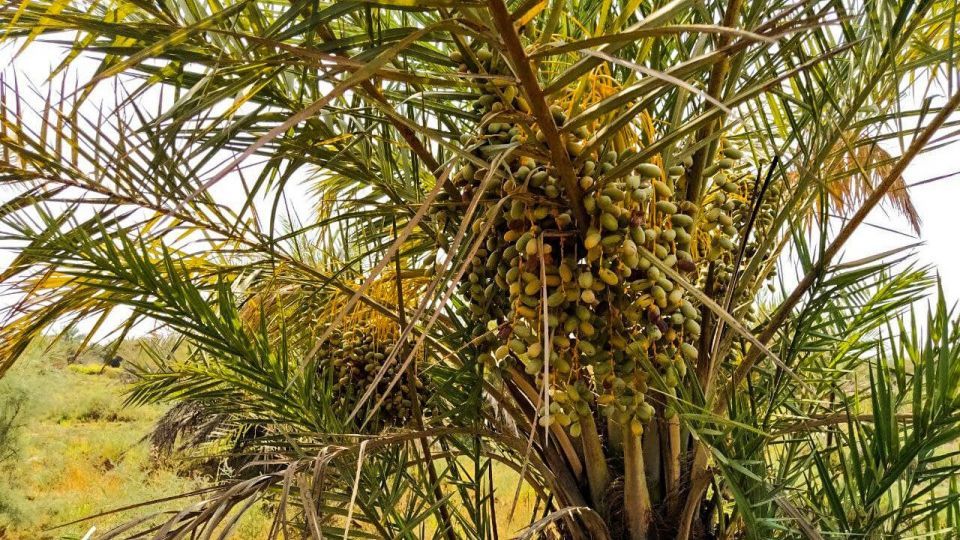 خشک شدن نخلستان‌های شادگان خوزستان