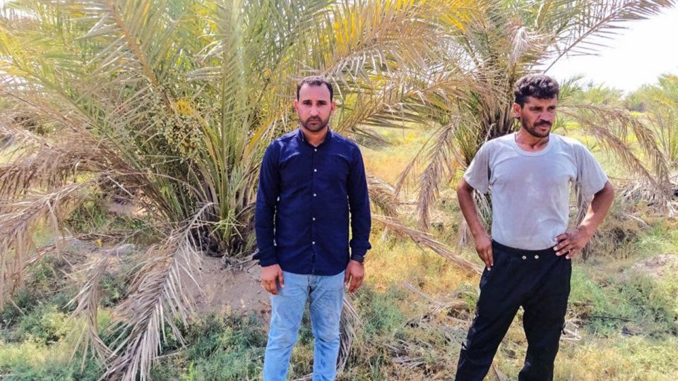 خشک شدن نخلستان‌های شادگان خوزستان