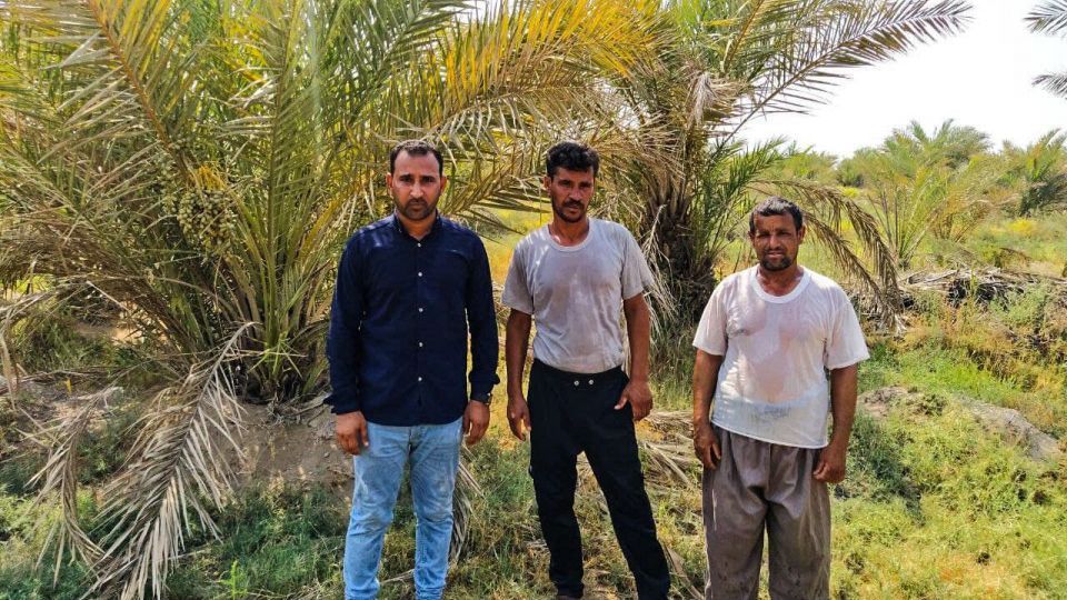 خشک شدن نخلستان‌های شادگان خوزستان